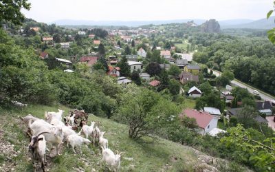 Praktická ochrana prírody – pastier/ka kôz na  Devínskej Kobyle