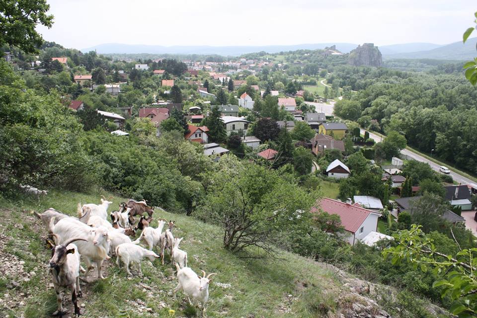 PonukyPraktická ochrana prírody – pastier/ka kôz na  Devínskej Kobyle